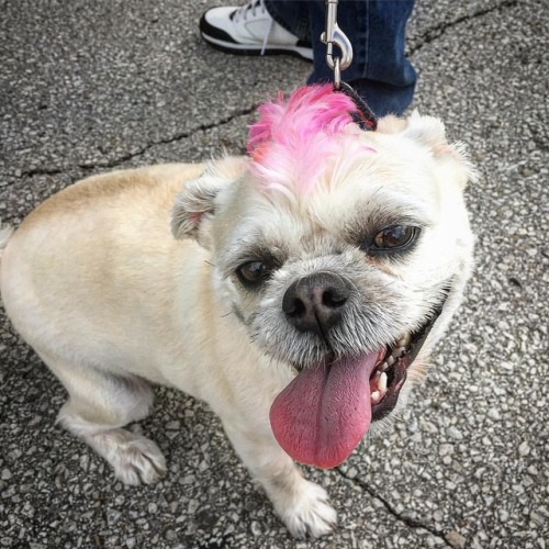 This is Molly. She has a #pink #mohawk. #pinkhairdontcare #whatsupdog (at Grinders High Noon)
https://www.instagram.com/p/BnfLszbnnmH/?utm_source=ig_tumblr_share&igshid=e5a604uk0m6v