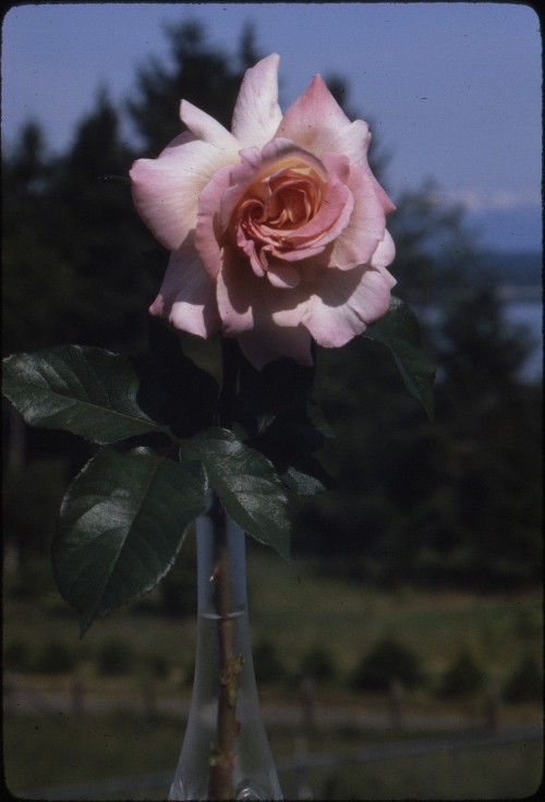 twoseparatecoursesmeet:Rose, 1982Harold Reeder