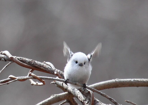 canadian-asian:  THE CUTEST BIRD IN THE WORLD (The Japanese Long Tailed Tit) 