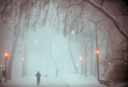 fotojournalismus: Central Park, New York City on January 23, 2016 (Astrid Riecken/Getty Im