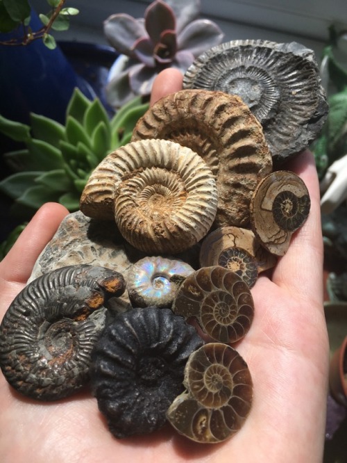 puffin-nuffin:So I might have a ammonite addiction…