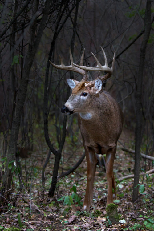 sjalvdestruktiv: Deep in the forest by Jim Cumming