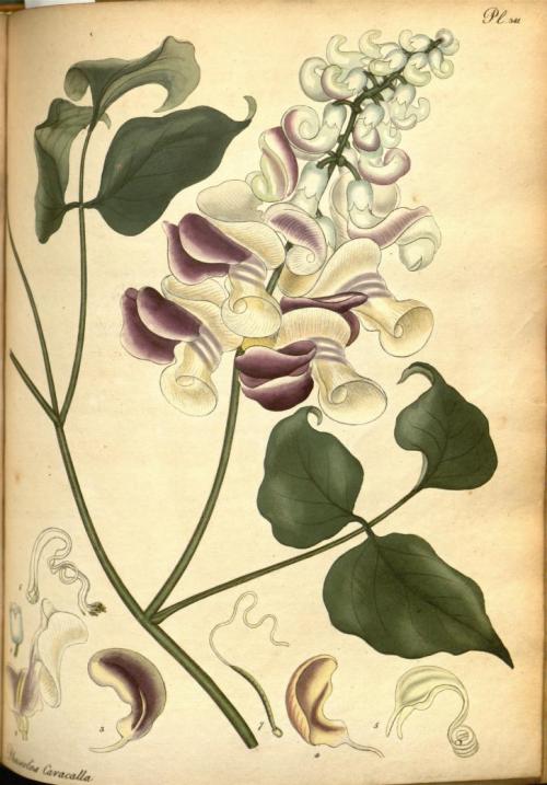 heaveninawildflower:1) Sweet-scented Water-lily2) Drooping-flowered Renealmia3) Brasilian Lily-Daffo