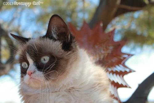 tardthegrumpycat:  The Daily Grump | January 29, 2013