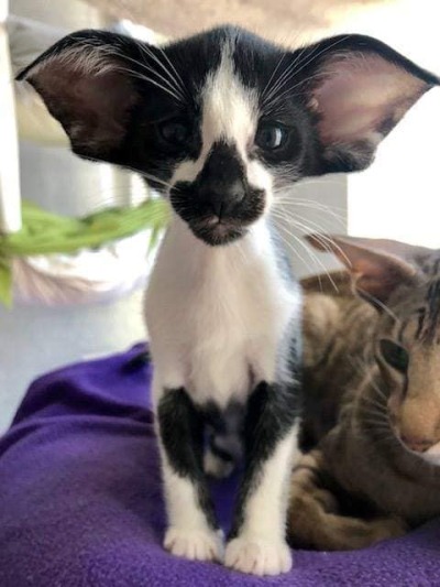 An Oriental Shorthair Because The Hair Length Is Tumbex