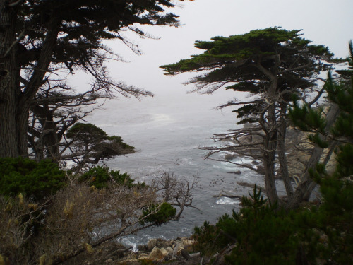 absinthius:  Ocean beyond forest by ankletwearer 
