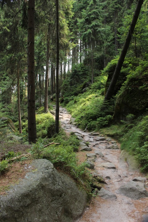 firefliestaketotheskies:Path through the fairy tale forest, Elbe Sandstone Mountains, Germany, Augus