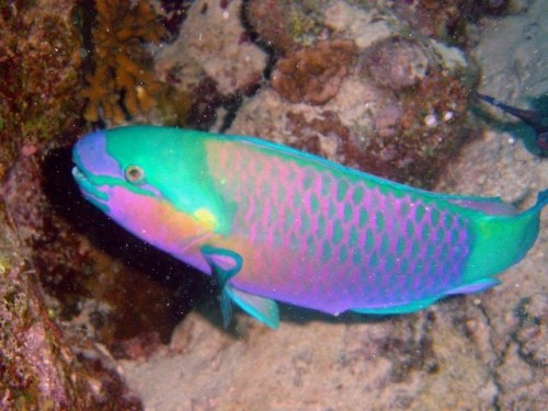 Parrotfish Are A Group Of Fish Species Traditionally Regarded As A Family (Scaridae), But Now Often Treated