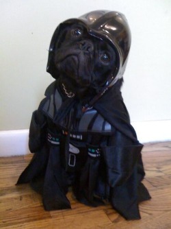 unscrupulousbastard: Darth Puppy, is not amused. My heart is squeeing right now!
