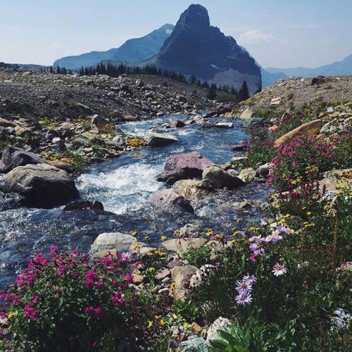 montanamoment: Take in the view.  Stop and smell the roses in Glacier National Park. Photo via 