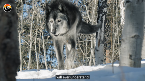 jenniferrpovey:Because this is apparently stick up for wolves day.Wolf reintroduction in Yellowstone