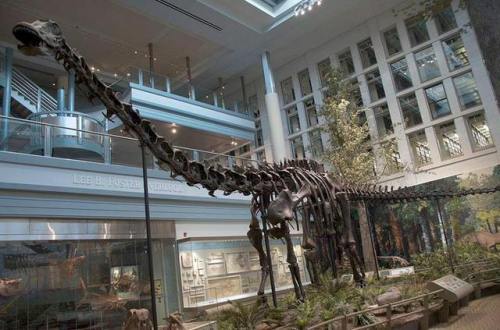 Sinking Sauropods?Diplodocus skeletons, such as this one from the Carnegie Museum of Natural History