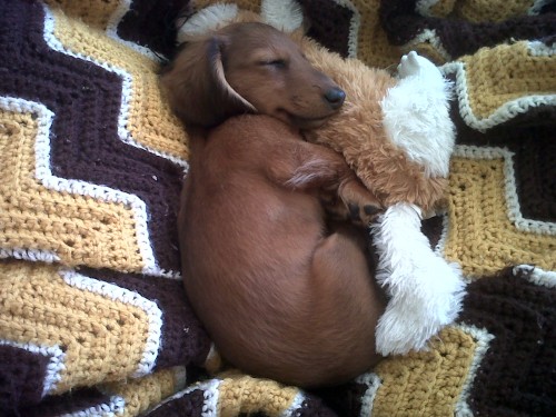 houseofwonderandchaos:  end0skeletal:  In case you’re having a bad day…here are some puppies sleeping with stuffed animals. (Credit: 1, 2, 3, 4, 5, 6, 7, 8, 9, 10. A note on the first puppy: At 5-½ weeks old, Daisy was mauled by a larger dog.