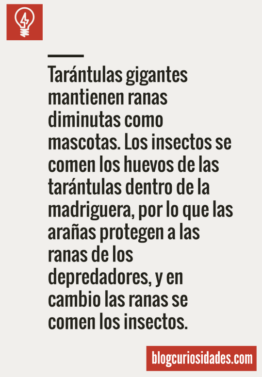 curiosidads:  Curiosidades de la semana!Siguenos: blogcuriosidades.com