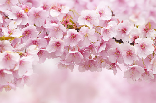 ileftmyheartintokyo:BUNCH OF SPRING by ajpscsVia Flickr:© ajpscs