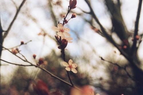 siamesehearts:  flowers in bloom lomography 35mm film