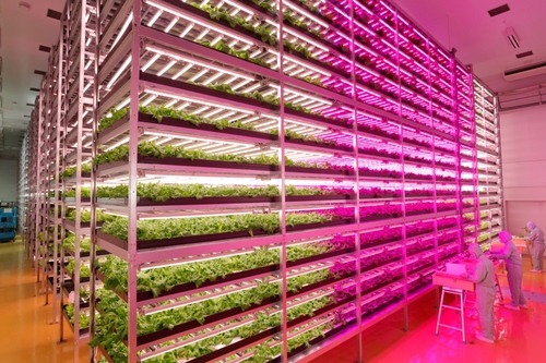 generalelectric:Pictured above is the world’s largest indoor farm illuminated by LEDs, which opened 