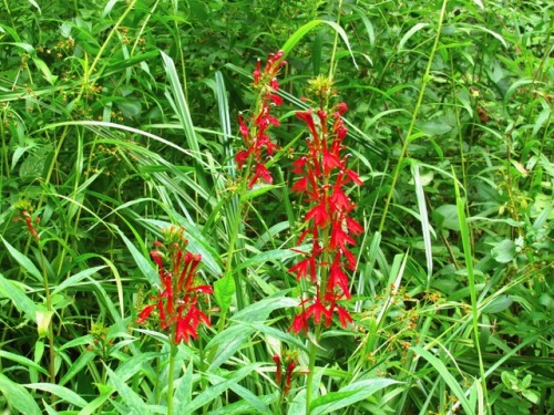 Cardinal flower in the wild.This may look bright and red to you, but I remember seeing it in the vie