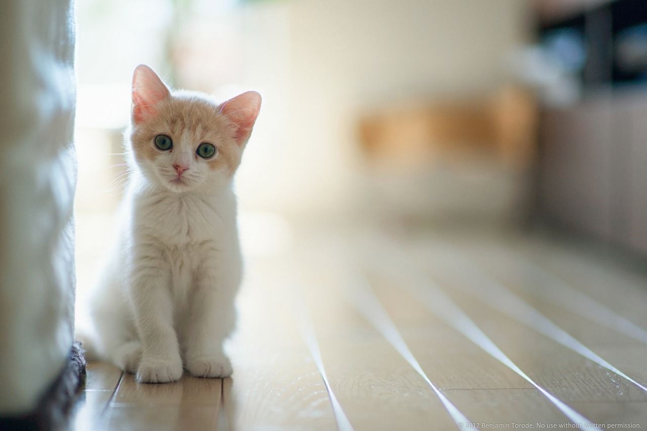 Fluffy white cat with blue eyes