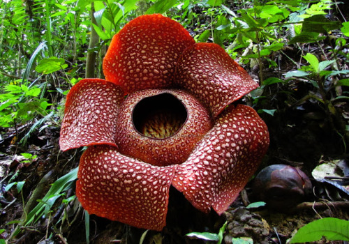 sixpenceee:The corpse flower or Rafflesia Arnoldii reeks of rotten flesh. The leather like red petal