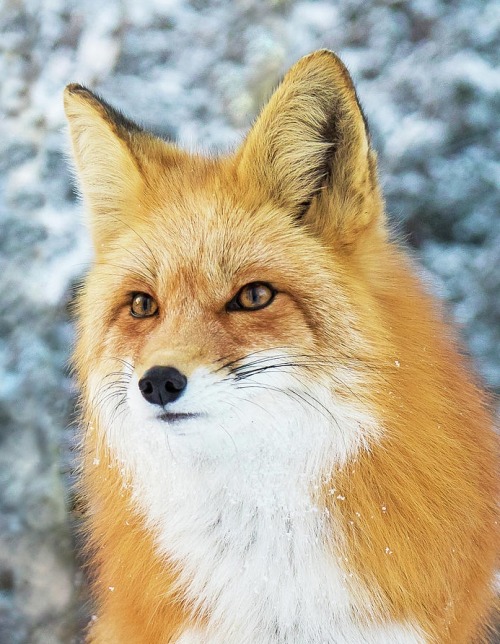Winter Fox Portraitby Mindy Musick King