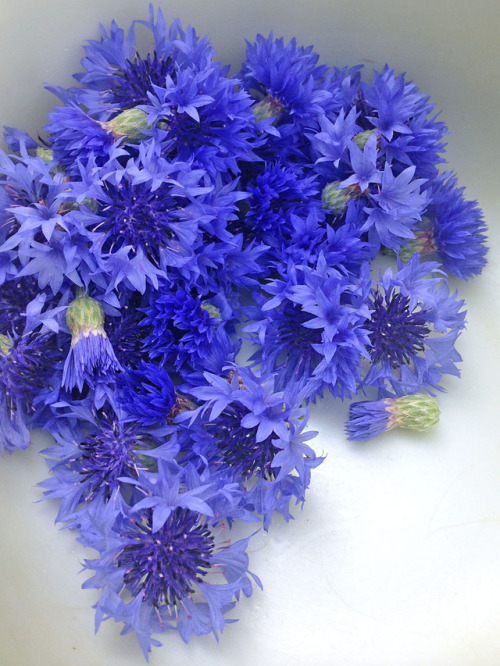 hqcreations:Homegrown and Hand-harvested CornflowerCornflower Blue, my favorite shade of blue in the