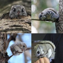 cute-overload:  Cute Little Squirrely!http://cute-overload.tumblr.com