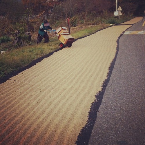 Critical mass Jeolla-nam do style. Many of the roads around this area are blocked by farmers processing their rice harvest. When I say blocked I mean whole lanes of traffic for hundreds of feet completely covered by rice being raked on tarps.