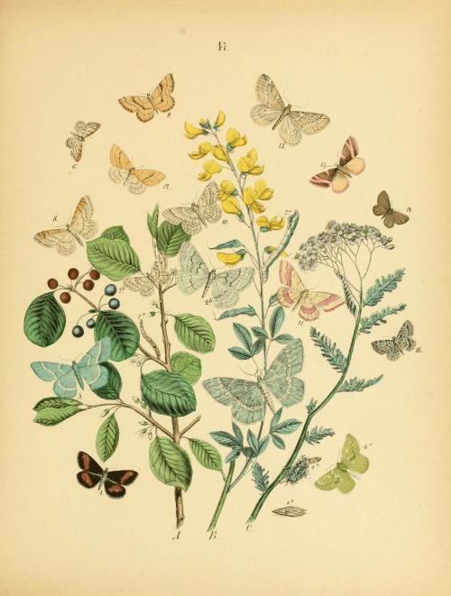 heaveninawildflower:Plate of Lepidoptera taken from ‘European Butterflies and Moths’ by W. F. Kirby.