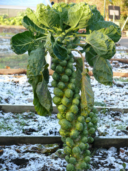 Sex How Food Looks Before It’s Harvested. pictures