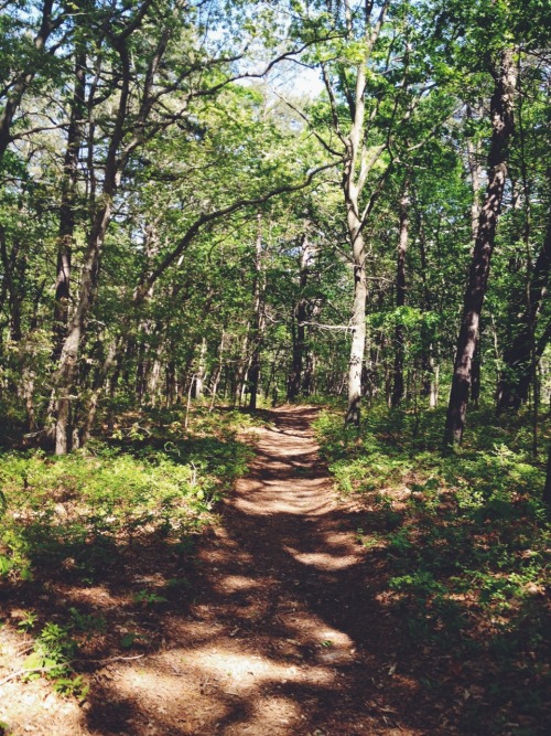 petalya:  My friend and I went on a trail run today and it was very pretty 