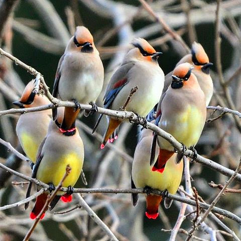 Japanese Waxwing.