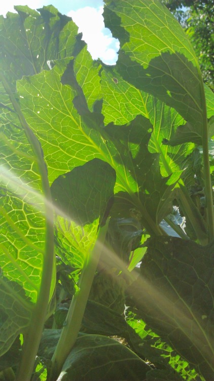 pretty-transparents:  4wn:  leaves look cool when the sun shines through them   i’m actually looking forward to these time again 