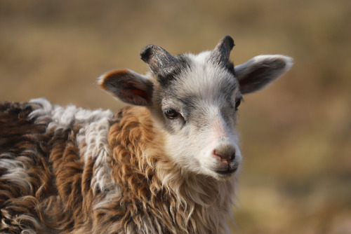 Gute sheep portraits.