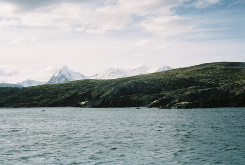 englishsnow:  by victoria | i will be the forest 
