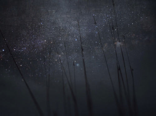 XXX forbiddenforrest:  Starry by BLACK EYED SUZY photo