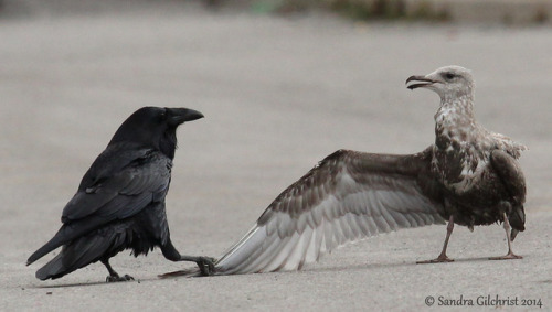 thalassarche: Common Raven (Corvus corax) teasing a gull (Larus spp) - series by Sandra Gilchrist Ac