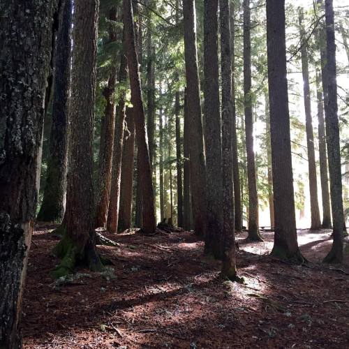 Lots of trees and trails today #oregon #pacificnorthwest #dougfir #autumn