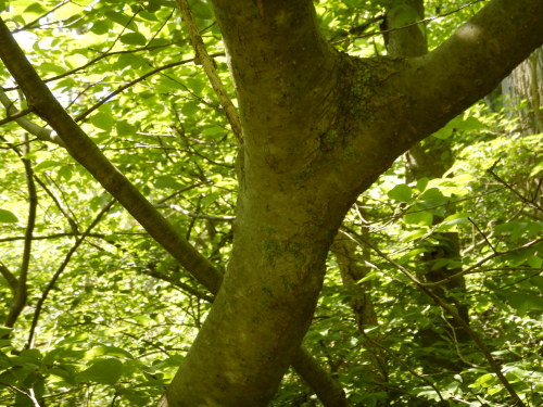  Rhamnus lanceolata species that often was associated with alkaline dry hillsides, open talus hillsi