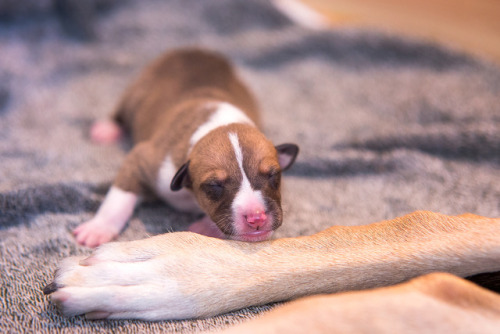 Have some puppy photos!I was happy to be present when they were born (they aren’t my own breedings b