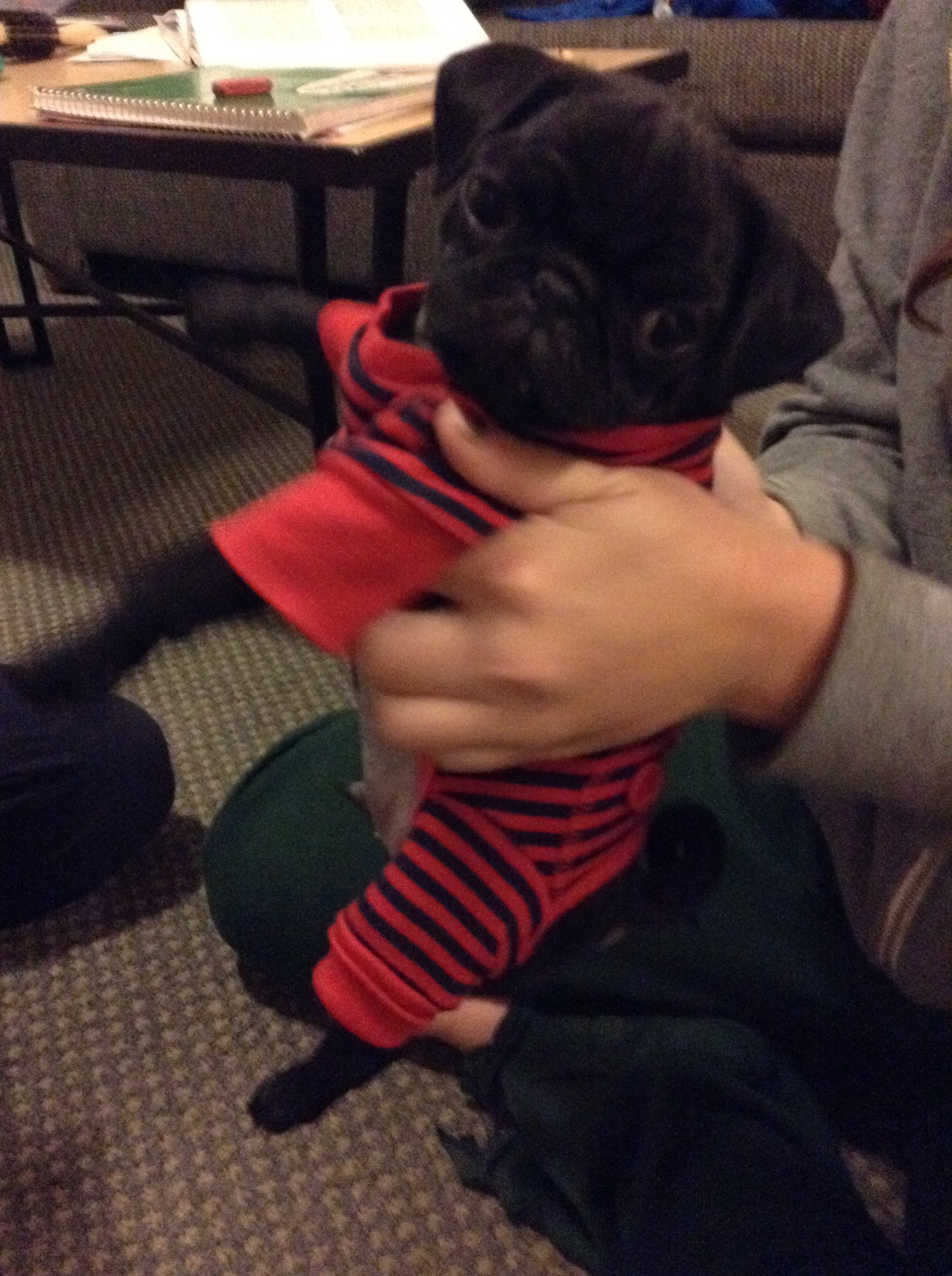 jaennaration:  I miss this crazy pug.  