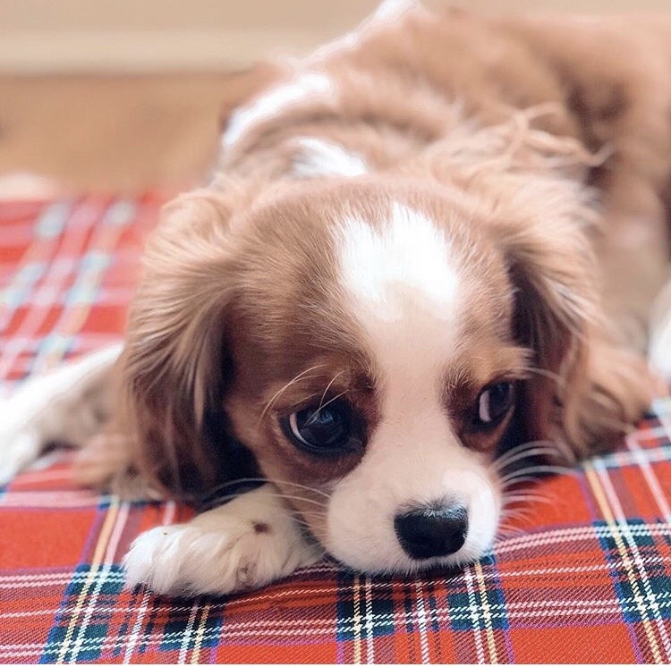 friendly-animals: (Source) 