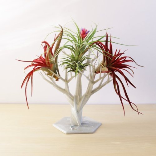 Air Plant Tree //PrintAPot