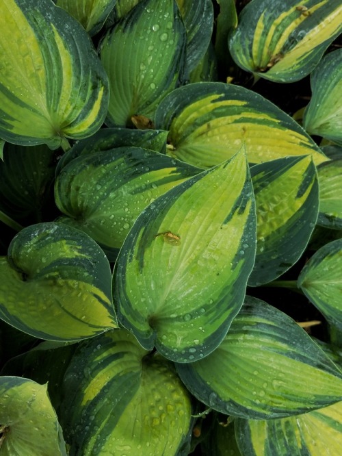 tenebristpunk:hostas