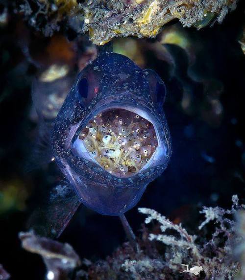 asapscience:A rare photo of a cardinalfish, with brand new hatchlings. The cardinalfish is a mouthbr