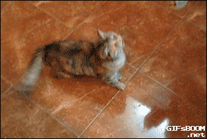 gifsboom:  Video: Can of Olives Makes Cat Go Crazy