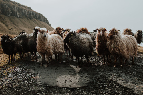 ourlifeintransit: THE FAROE ISLANDSWords and images, and video by Liam RimmingtonThe moment we broke