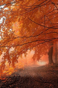 porcvpine:  Autumnal Path by: Janek Sedlar 