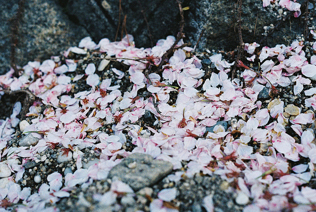 kieyuku:  Fall by  consulibitum 