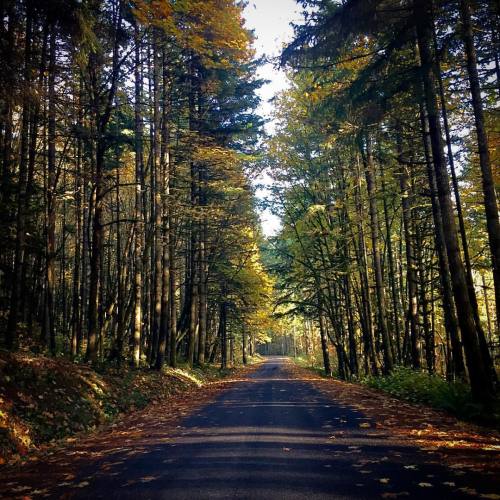 Backroad#autumn #fall #oregon #pacificnorthwest #lanecounty #eugeneoregon #maple